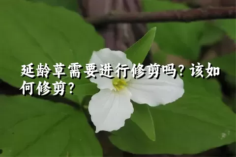 延龄草需要进行修剪吗？该如何修剪？