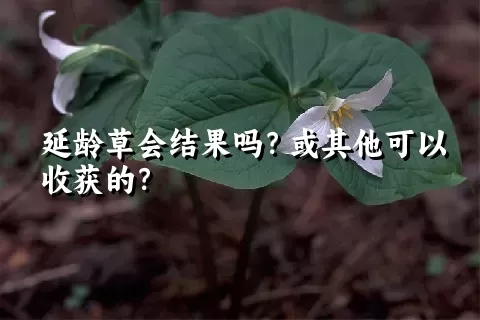 延龄草会结果吗？或其他可以收获的？