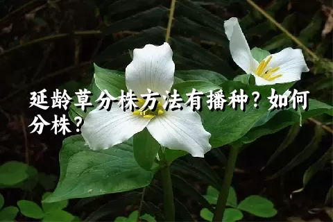 延龄草分株方法有播种？如何分株？