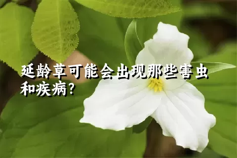 延龄草可能会出现那些害虫和疾病？