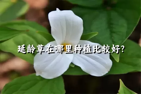 延龄草在哪里种植比较好？