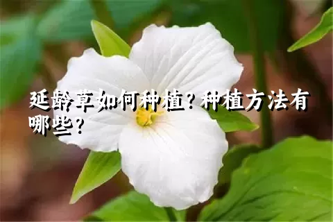 延龄草如何种植？种植方法有哪些？