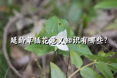 延龄草插花意义知识有哪些？