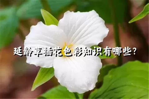 延龄草插花色彩知识有哪些？