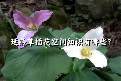 延龄草插花空间知识有哪些？