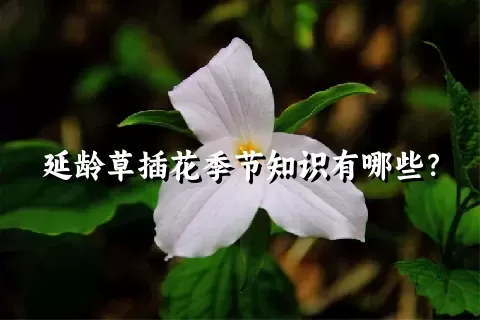 延龄草插花季节知识有哪些？