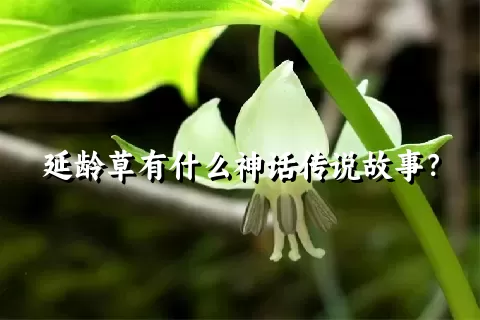 延龄草有什么神话传说故事？