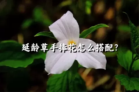 延龄草手捧花怎么搭配？