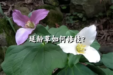 延龄草如何修枝？