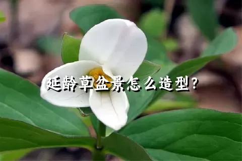 延龄草盆景怎么造型？