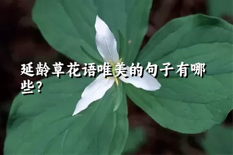 延龄草花语唯美的句子有哪些？