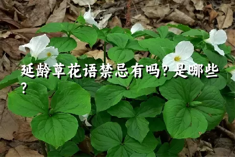 延龄草花语禁忌有吗？是哪些？