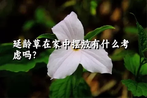 延龄草在家中摆放有什么考虑吗？