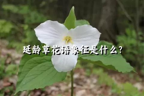 延龄草花语象征是什么？