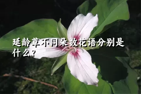 延龄草不同朵数花语分别是什么？