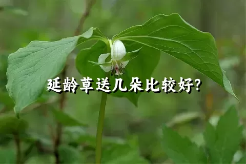 延龄草送几朵比较好？