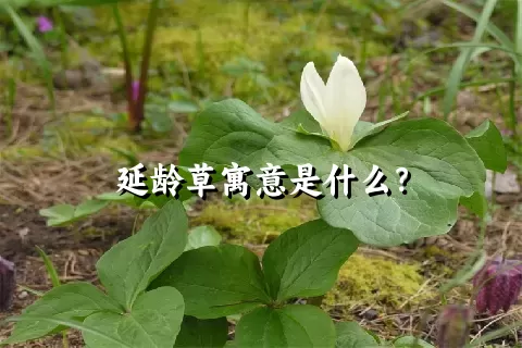 延龄草寓意是什么？