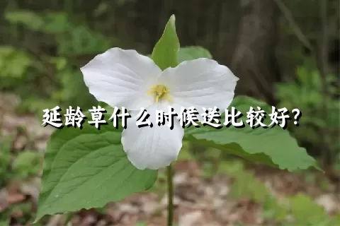 延龄草什么时候送比较好？