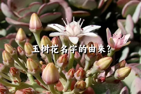 玉树花名字的由来？