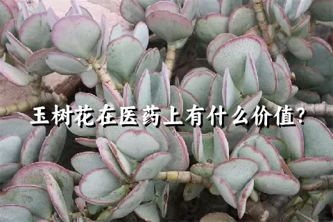 玉树花在医药上有什么价值？