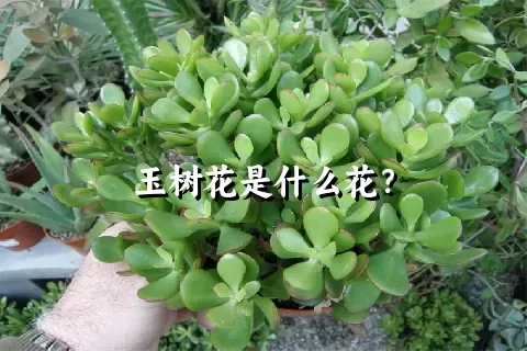 玉树花是什么花？