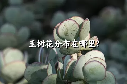 玉树花分布在哪里?