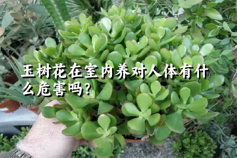 玉树花在室内养对人体有什么危害吗？