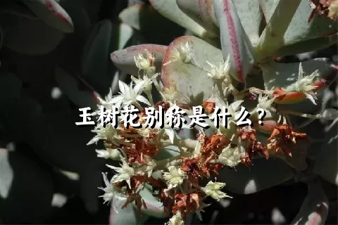 玉树花别称是什么？