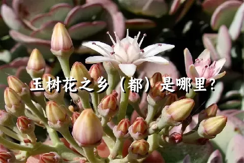 玉树花之乡（都）是哪里？