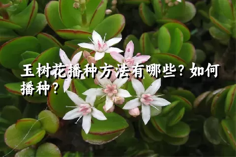 玉树花播种方法有哪些？如何播种？