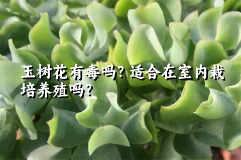 玉树花有毒吗？适合在室内栽培养殖吗？