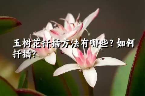 玉树花扦插方法有哪些？如何扦插？