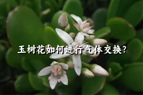 玉树花如何进行气体交换？