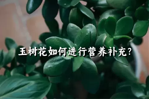 玉树花如何进行营养补充？