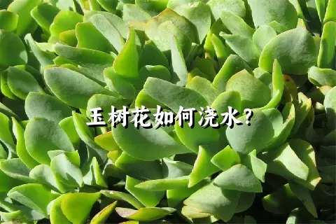 玉树花如何浇水？