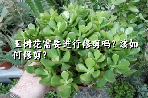 玉树花需要进行修剪吗？该如何修剪？