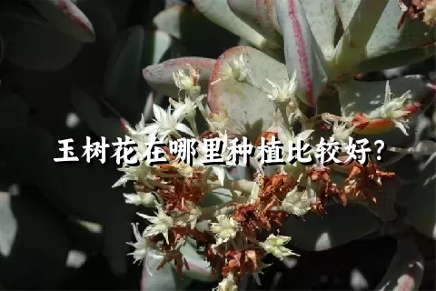 玉树花在哪里种植比较好？