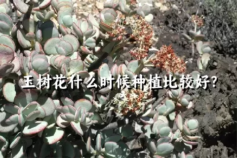 玉树花什么时候种植比较好？