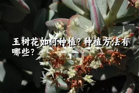 玉树花如何种植？种植方法有哪些？