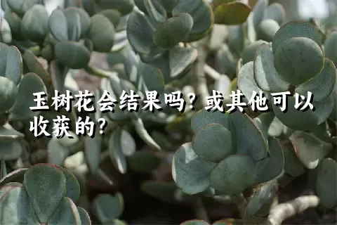 玉树花会结果吗？或其他可以收获的？