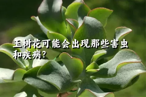 玉树花可能会出现那些害虫和疾病？