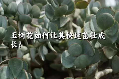 玉树花如何让其快速茁壮成长？