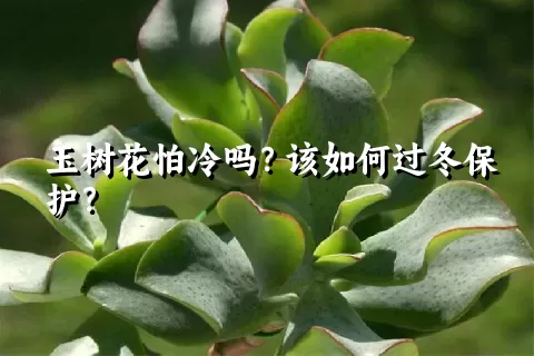 玉树花怕冷吗？该如何过冬保护？