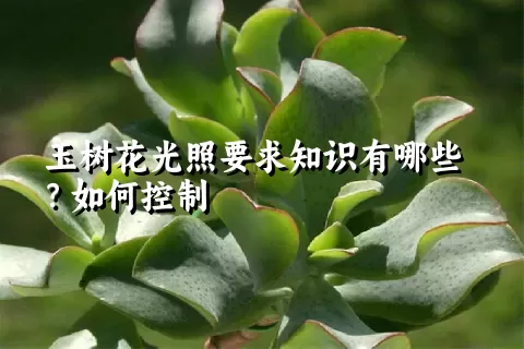 玉树花光照要求知识有哪些？如何控制