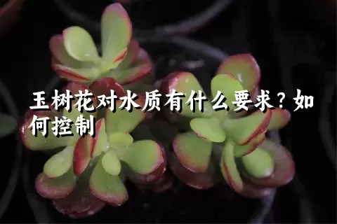 玉树花对水质有什么要求？如何控制