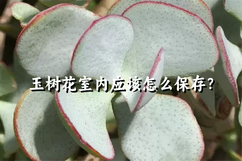 玉树花室内应该怎么保存？