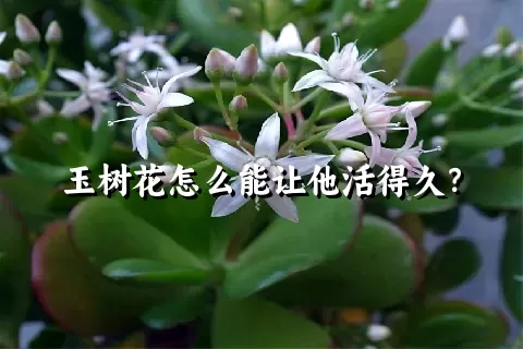 玉树花怎么能让他活得久？