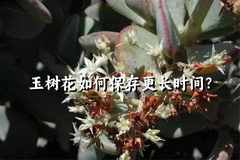 玉树花如何保存更长时间？