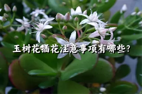 玉树花插花注意事项有哪些？