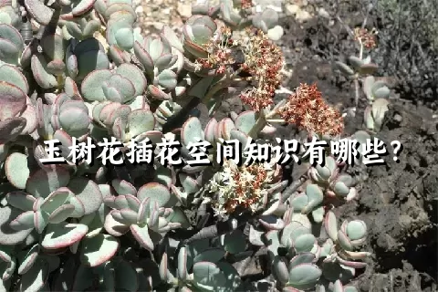 玉树花插花空间知识有哪些？